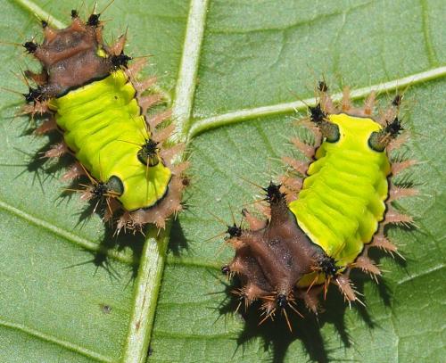 Acharia sp.